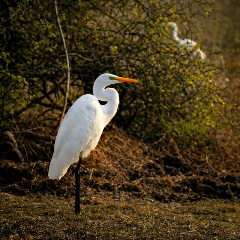 Migratory birds at Keoladeo National Park UNESCO bird sanctuary Bharatpur