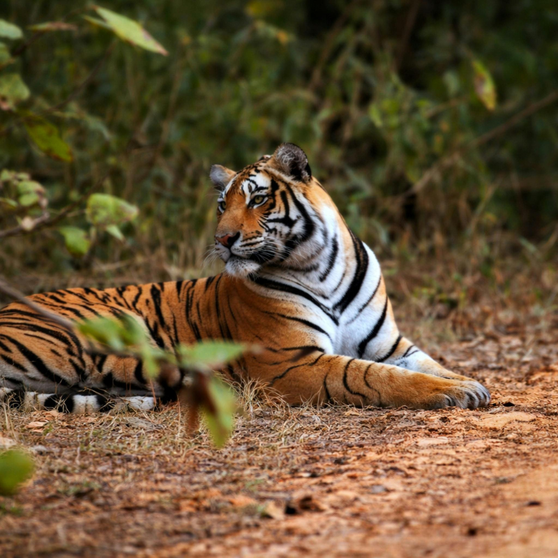 Sprawling forest landscapes and ruins at Sariska Tiger Reserve Rajasthan