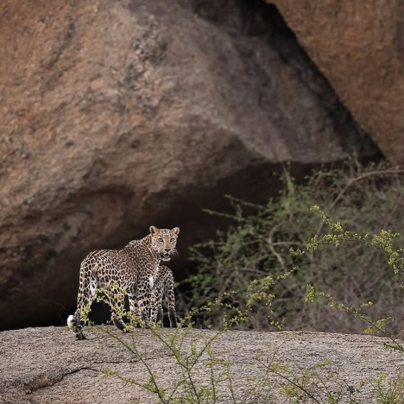 Leopards on granite hills at Jawai Leopard Reserve Rajasthan