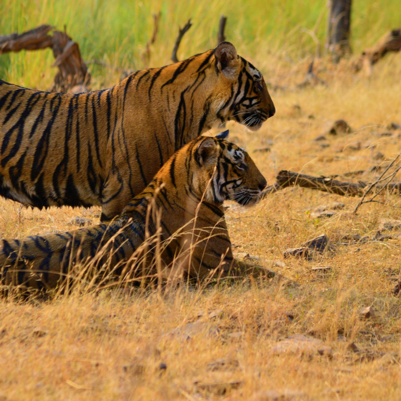 Scenic forest landscapes and Mukundra Hills at Darrah Sanctuary