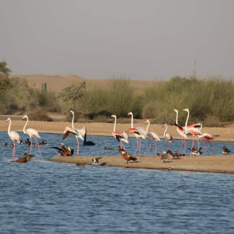 Sacred lake and ancient temple at the Kolayat pilgrimage site near Bikaner