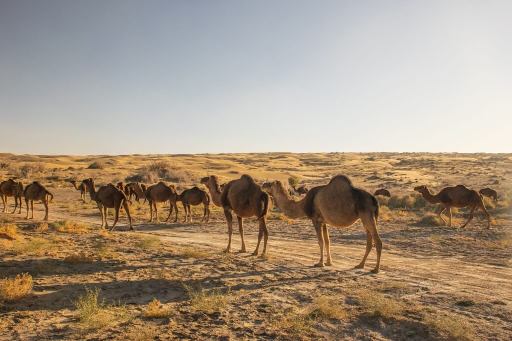 National Research Centre on Camel