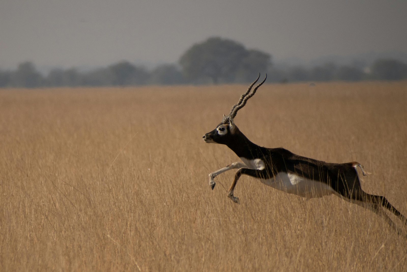 Tal Chhapar Sanctuary
