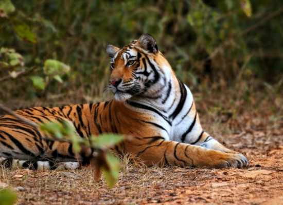 Sprawling forest landscapes and ruins at Sariska Tiger Reserve Rajasthan